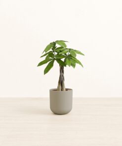 Money Tree - Small Small Yoko
