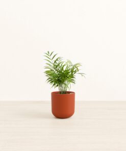 Parlor Palm - Small Small Yoko