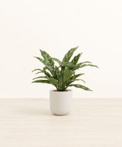 Chinese Evergreen - Small Small Yoko