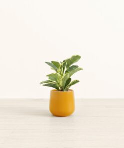 Peperomia Marble - Small Amber