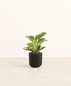 Peperomia Marble - Small Small Yoko