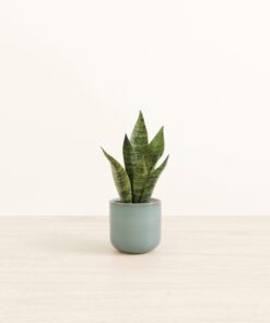 Green Snake Plant - Small Small Yoko