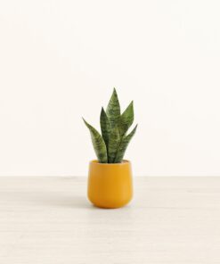 Green Snake Plant - Small Amber