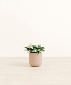 Hoya Tri Color - Small Small Yoko