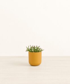 Mistletoe Cactus - Small Small Yoko