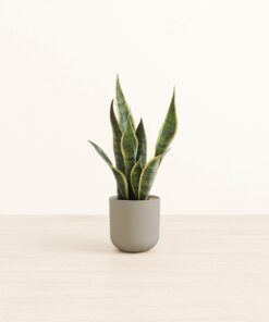 Golden Snake Plant - Small Small Yoko