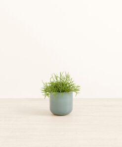 Mistletoe Cactus - Small Small Yoko