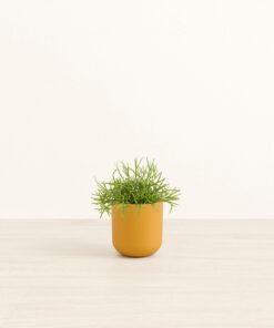Mistletoe Cactus - Small Small Yoko