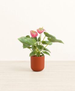 Anthurium Pink - Small Small Yoko