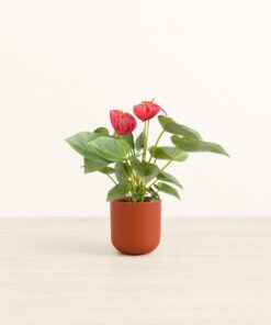 Anthurium Red - Small Small Yoko