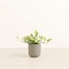 Pothos Njoy - Small Small Yoko