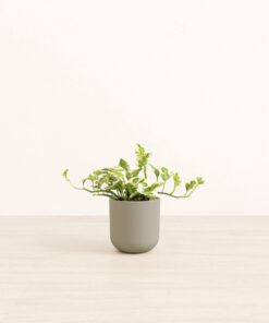 Pothos Njoy - Small Small Yoko