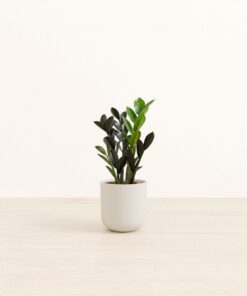 Black ZZ - Small Small Yoko