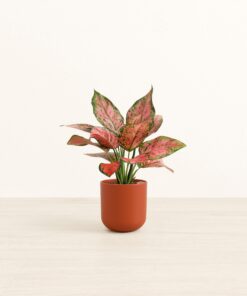 Aglaonema Beauty - Small Small Yoko