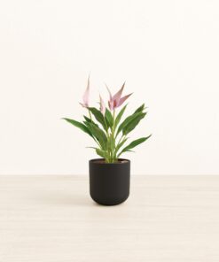 Anthurium Lilli - Small Small Yoko