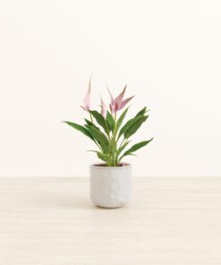 Anthurium Lilli - Small Small Yoko