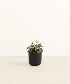 Black Pagoda - Small Small Yoko