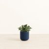 Goldfish Plant - Small Small Yoko