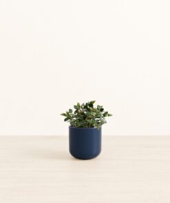 Goldfish Plant - Small Small Yoko