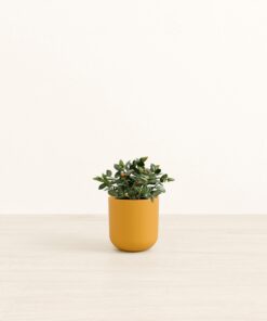 Goldfish Plant - Small Small Yoko