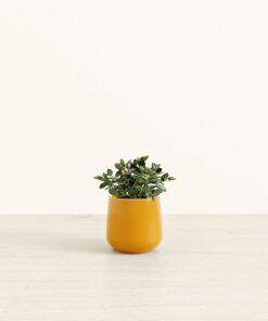 Goldfish Plant - Small Amber