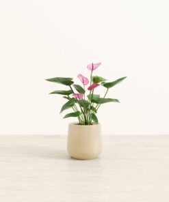 Anthurium Purple - Small Amber