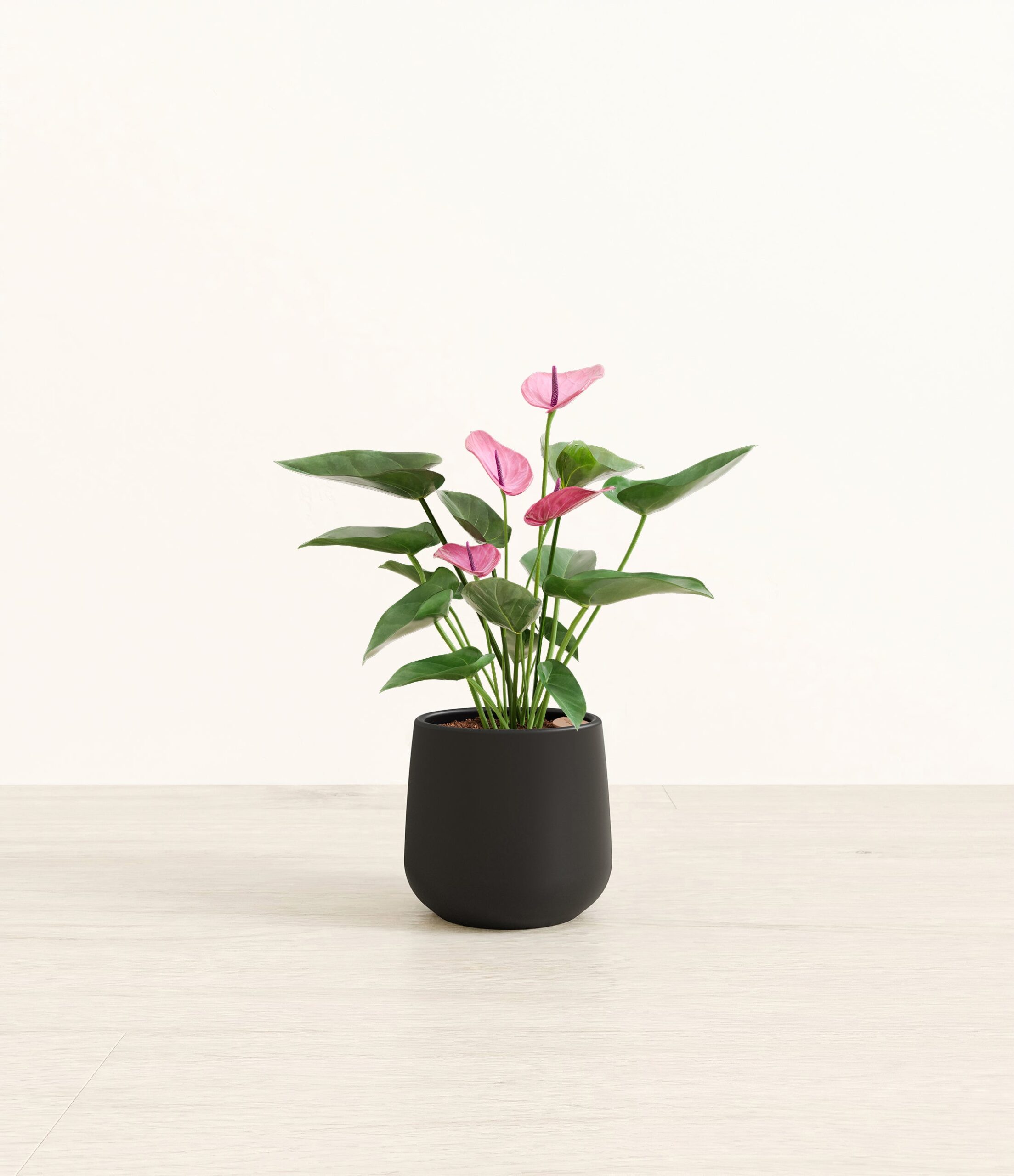 163-S-ANTPRP-BLK45M.jpg