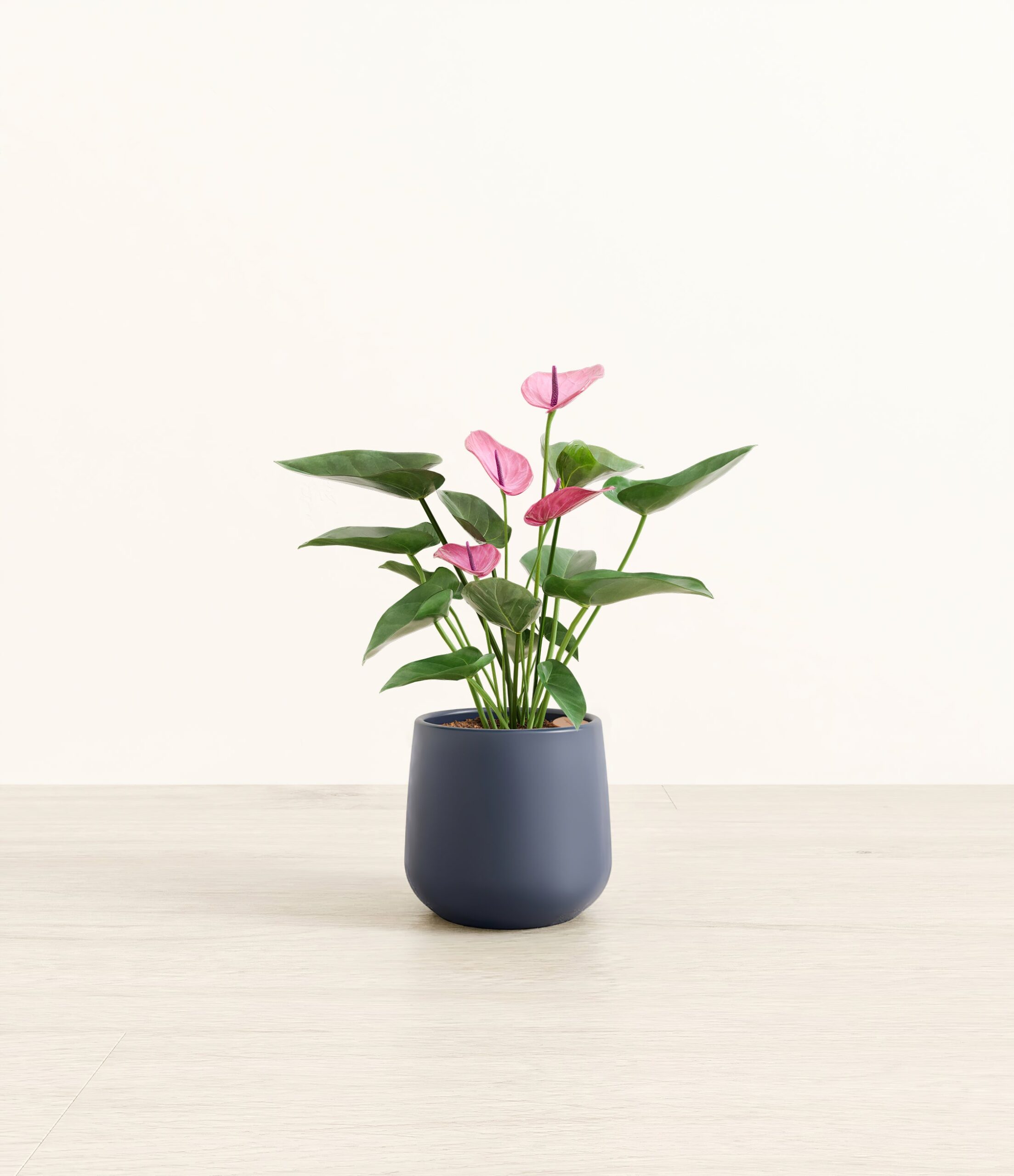 163-S-ANTPRP-BLU31M.jpg