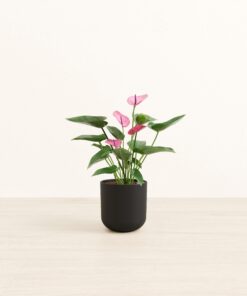 Anthurium Purple - Small Small Yoko