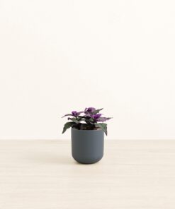 Purple Passion Plant - Small Small Yoko