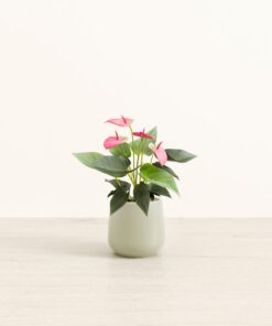 Anthurium Sweet Dream - Small Amber