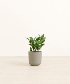 ZZ Plant - Small Small Yoko