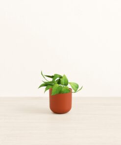 Jade Pothos - Small Small Yoko