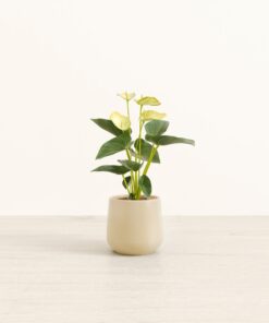 Anthurium Yellow - Small Amber