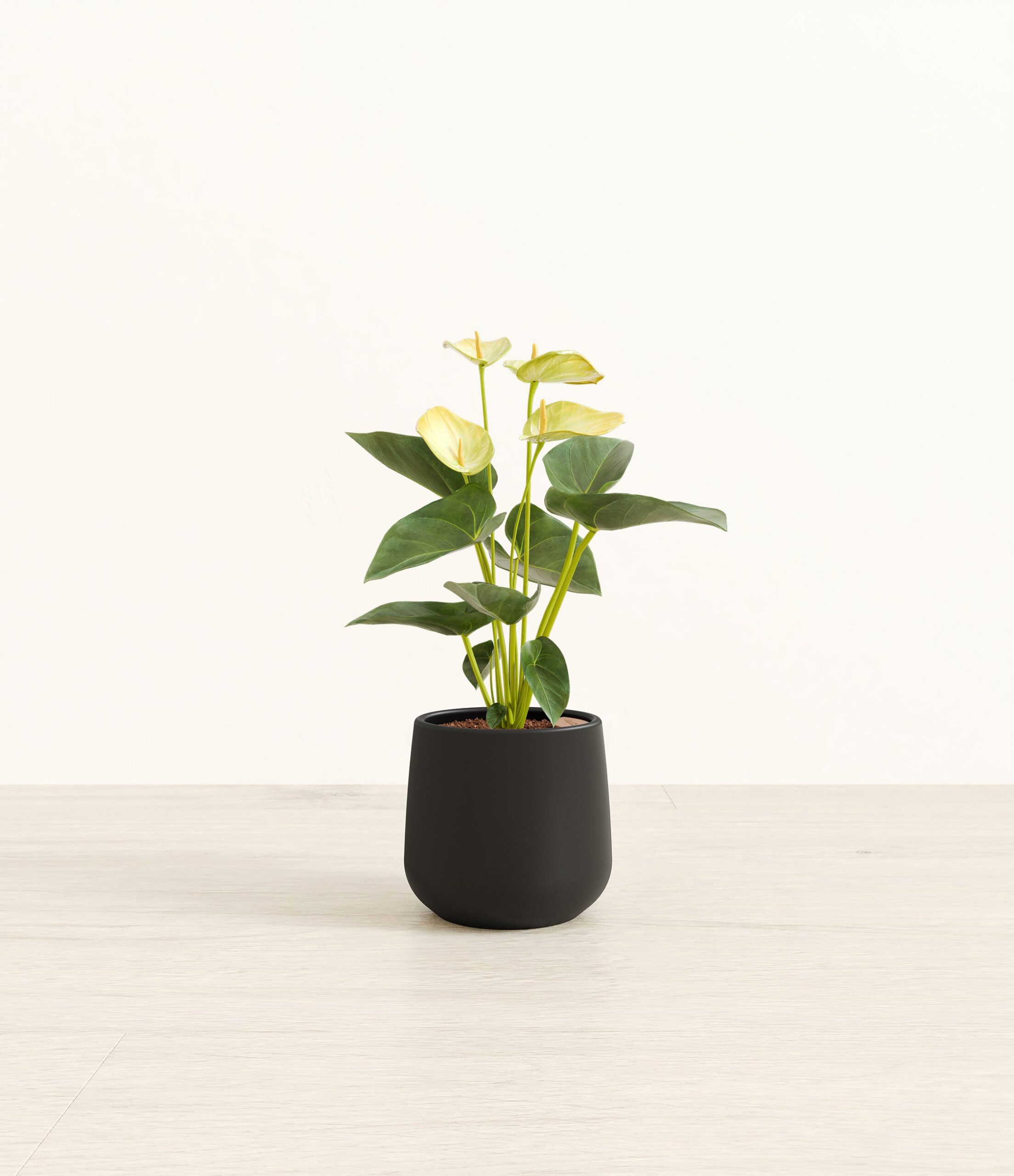 183-S-ANTYLW-BLK45M.jpg