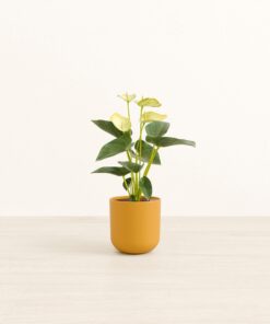 Anthurium Yellow - Small Small Yoko
