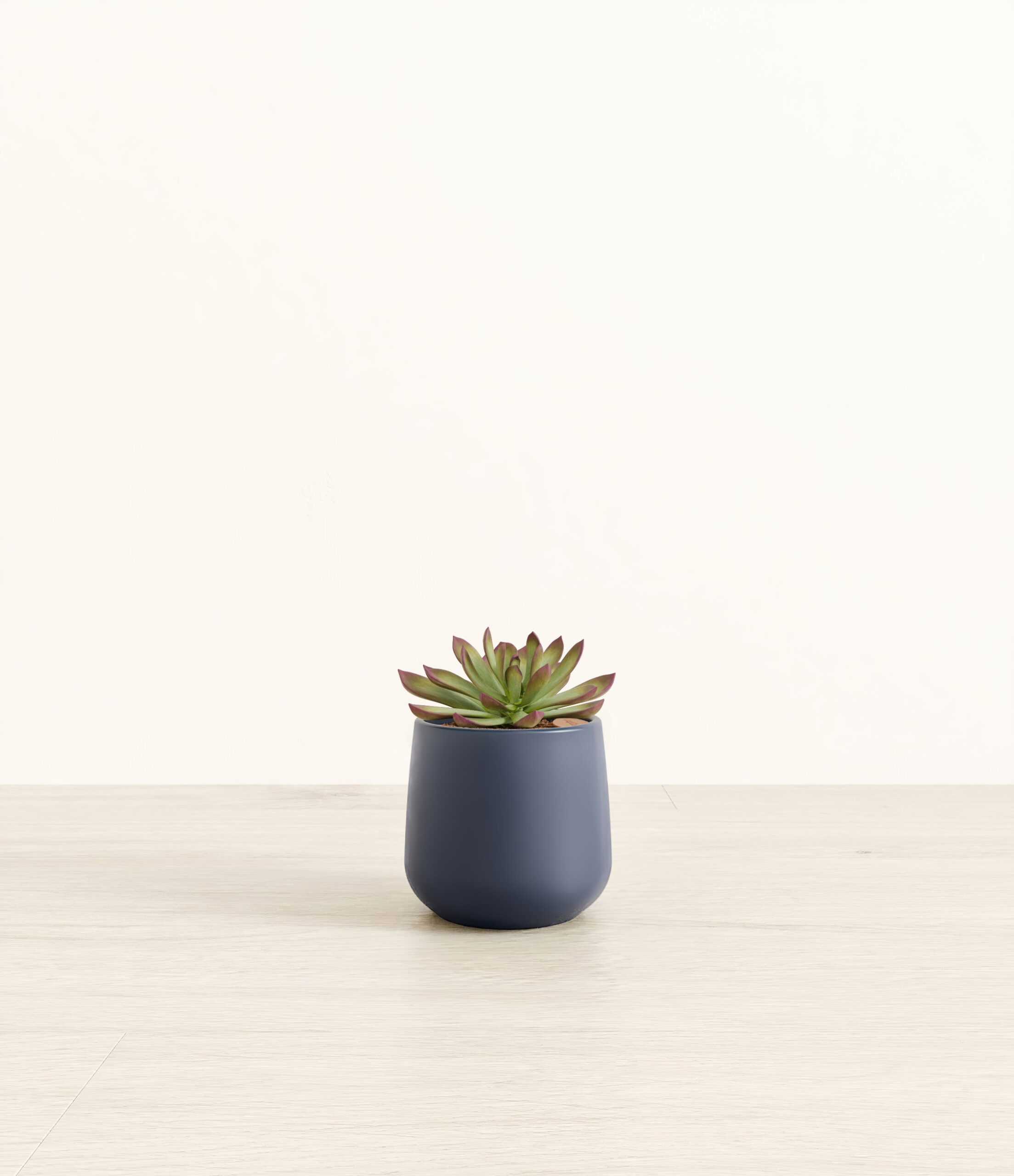 185-S-ECHCRS-BLU31M.jpg