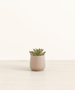 Echeveria Miranda - Small Amber