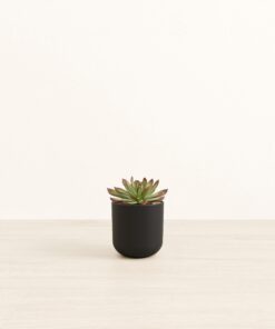 Echeveria Miranda - Small Small Yoko