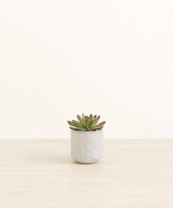 Echeveria Miranda - Small Small Yoko