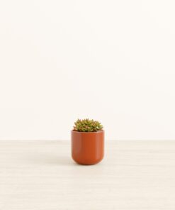 Firestorm Sedum - Small Small Yoko