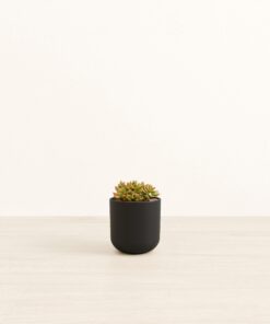 Firestorm Sedum - Small