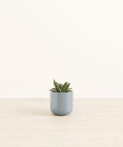 Gasteria Retusa - Small Small Yoko