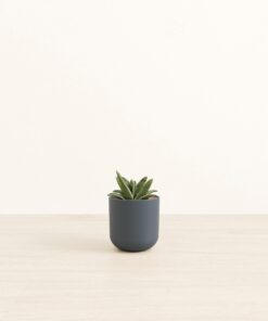 Gasteria Retusa - Small Small Yoko