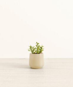 Jade Plant - Small Amber
