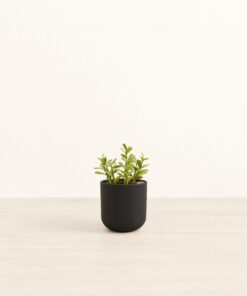 Jade Plant - Small Small Yoko