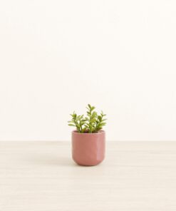 Jade Plant - Small Small Yoko