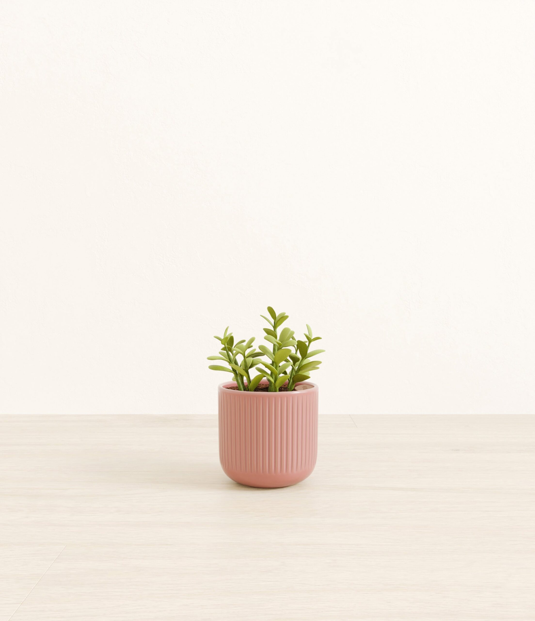 190-S-JDPSTN_pink_striped.jpg