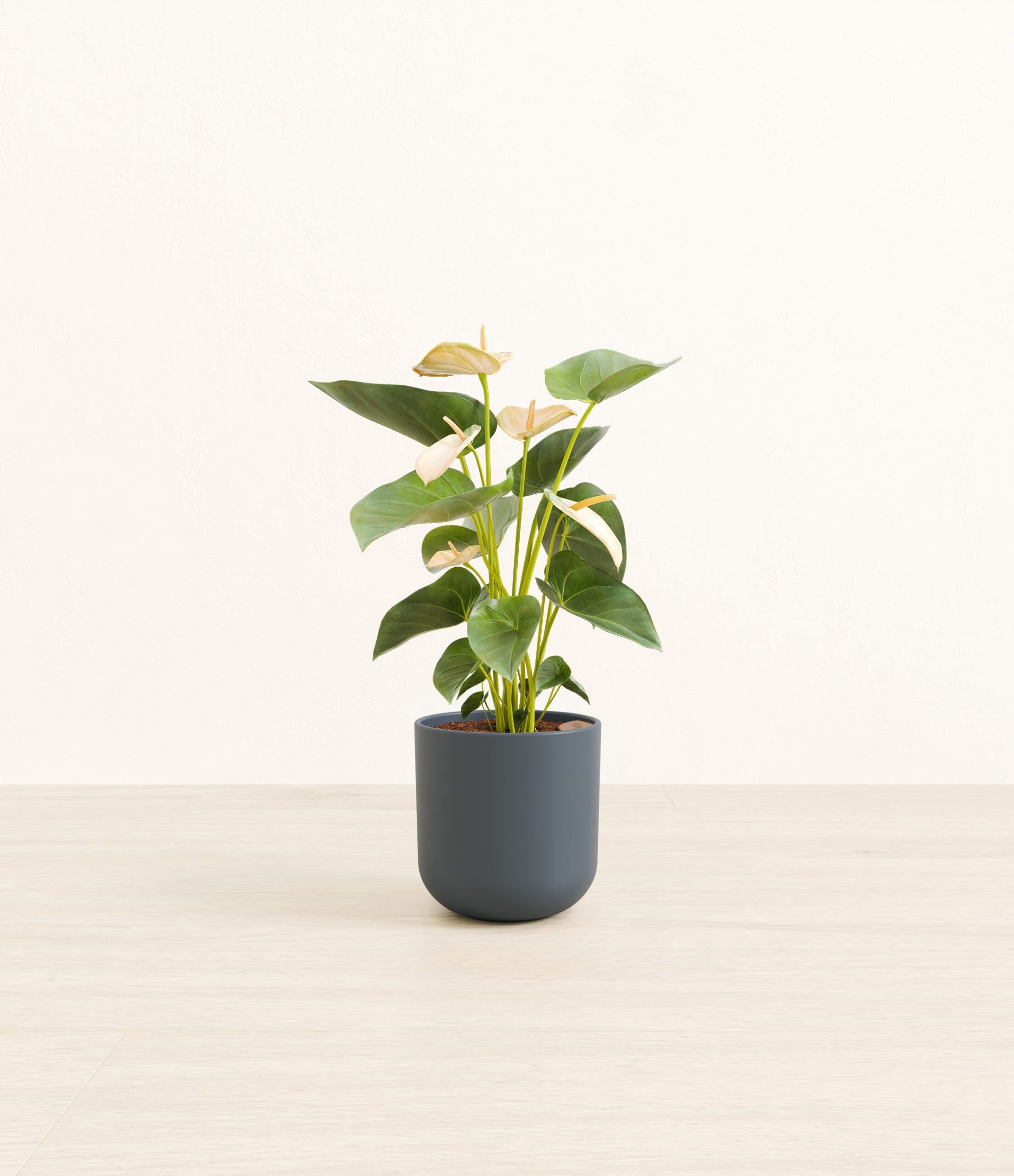 195-S-ANTJLP-MXT-POT-PLASTIC-7E878A-S.jpg