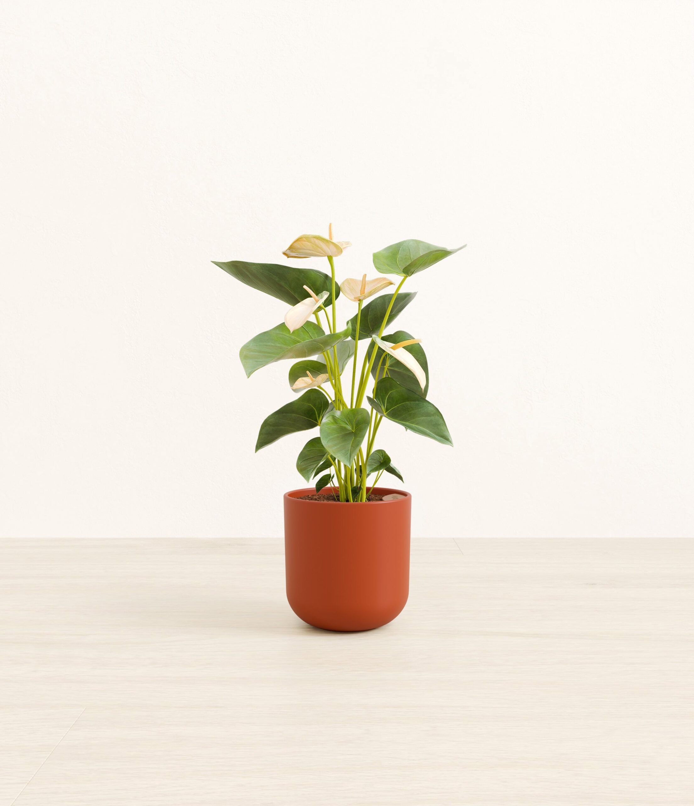 195-S-ANTJLP-MXT-POT-PLASTIC-A25A40-S.jpg